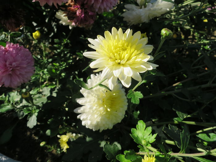 IMG_4883 - Crizanteme - vedetele toamnei