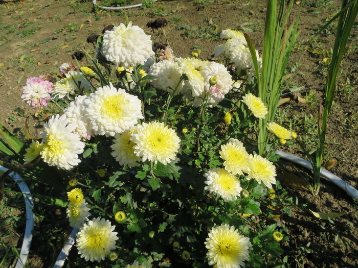 IMG_4901 - Crizanteme - vedetele toamnei