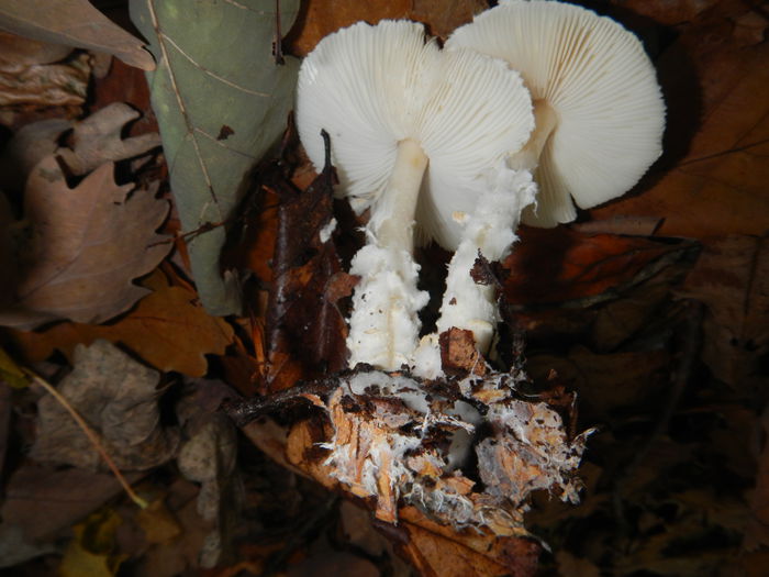 DSCN6652 - Lepiota ignivolvata