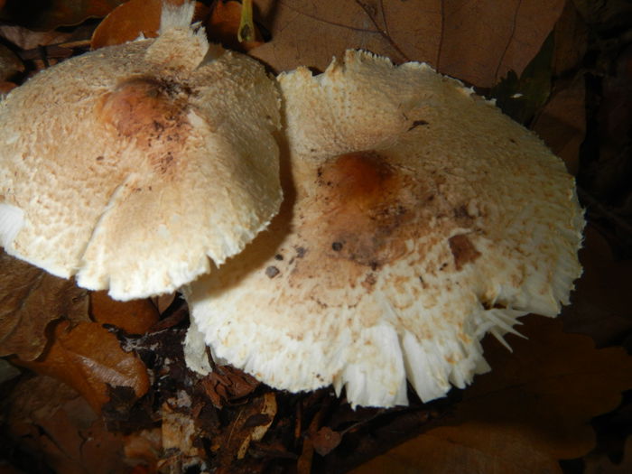 DSCN6654 - Lepiota ignivolvata