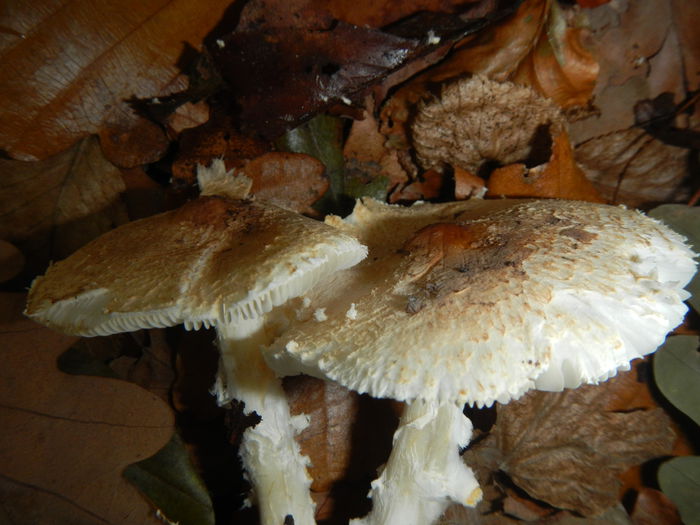 DSCN6657 - Lepiota ignivolvata