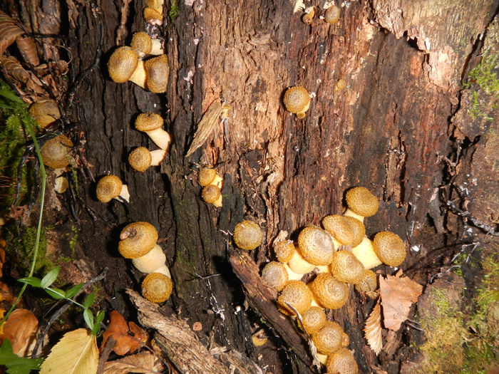 DSCN6668 - Armillaria gallica