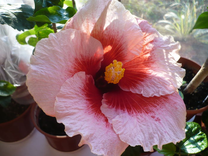 Tahitian Cherry Blossom