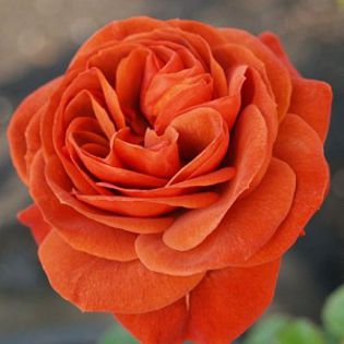 85016_rosa_brown_velvet_ms-1a