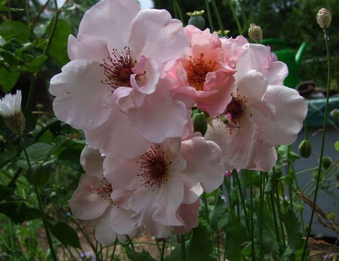 jardineirs du paradis