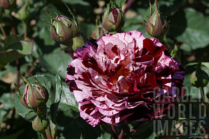 _ROSA_NEW_IMAGINE_ROSE_DORMELO_BREEDER__DORIEUX_2004
