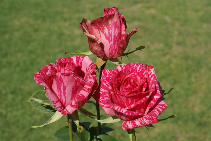 Pink-Intuition-32