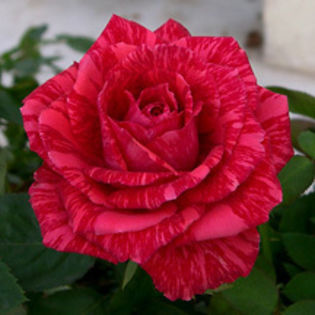 red intuition