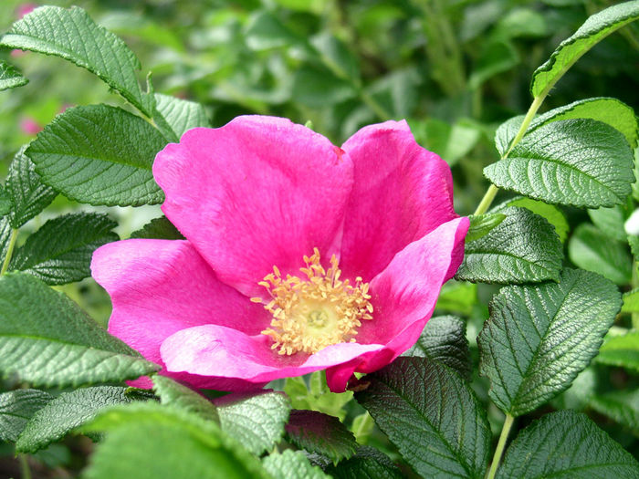 ROSA-RUGOSA1