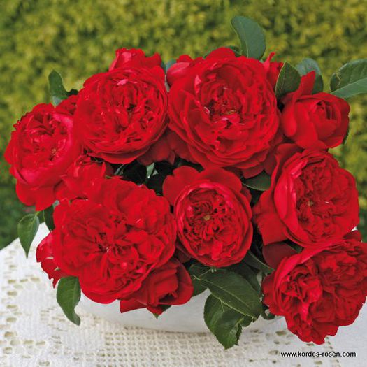 rose_rot_kletterrose_florentina_kordes_3_1
