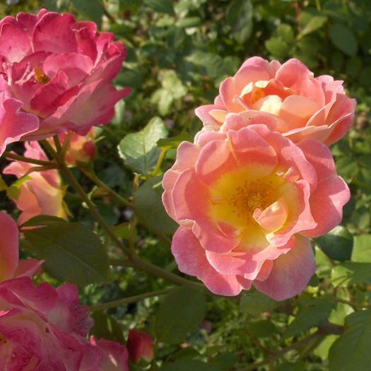 Rose-Herzogin-Friederike