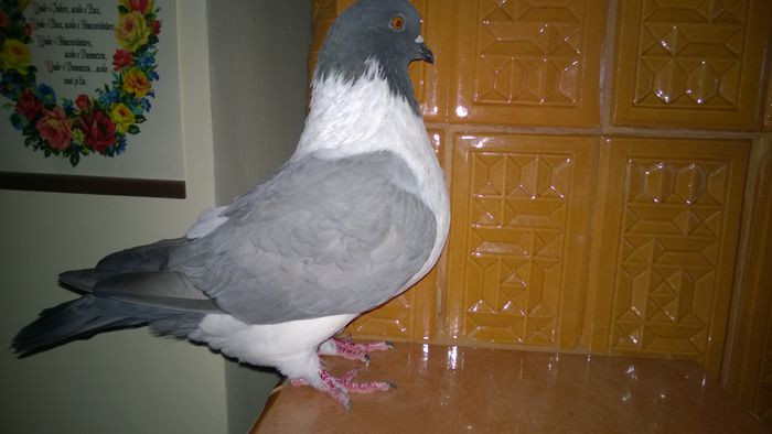 WP_20151026_006 - pentru d-nu Sturza