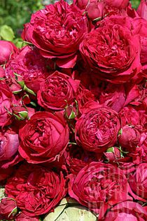 MAP_0006950_ROSA_ERIC_TABARLY_ROSE_BREEDER_MEILLAND