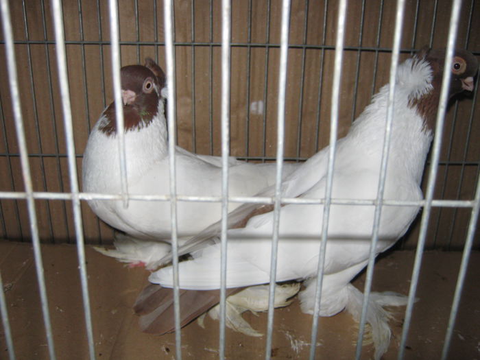 perechea nr. 2