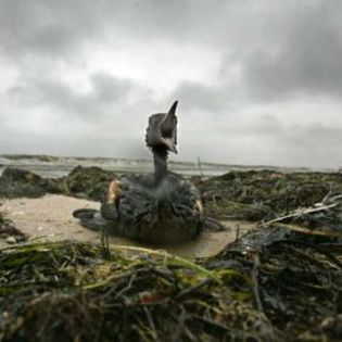 16888_5223827fcdf6039bd58da489ec1d5284_mdsq - BIRDS