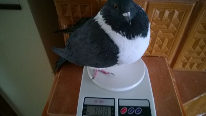 WP_20151026_013 - pentru d-nu Sturza