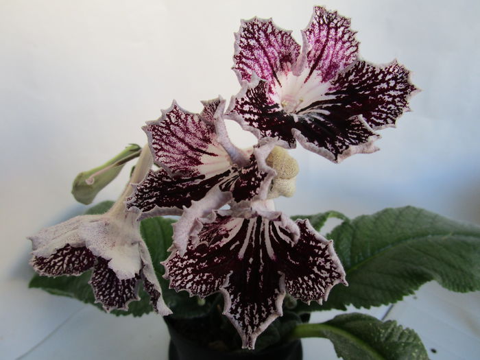 UA-Djoker (26-x-2015)