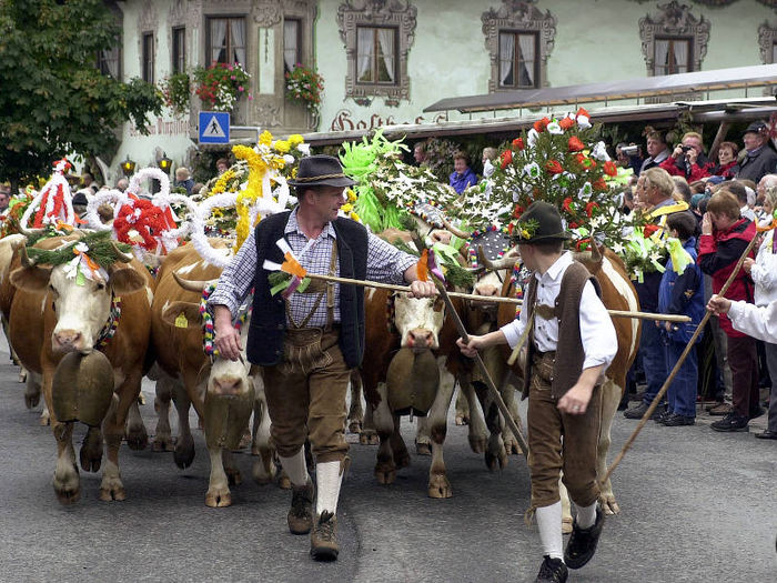 Austria Tirol vacile lor - RASE DE VACI DEOSEBITE