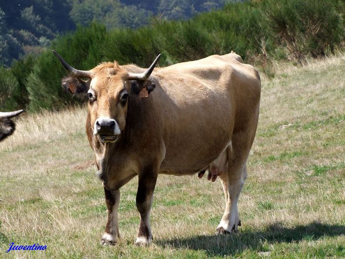 Rasa Aubrac - RASE DE VACI DEOSEBITE