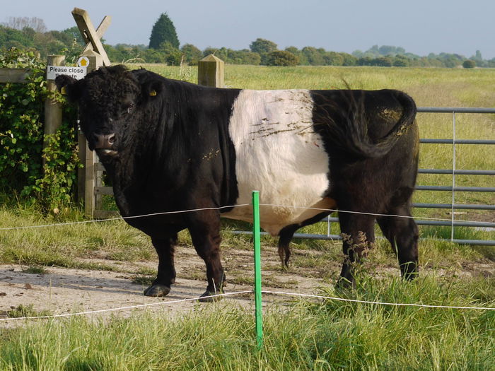 Rasa Belted de carne - RASE DE VACI DEOSEBITE