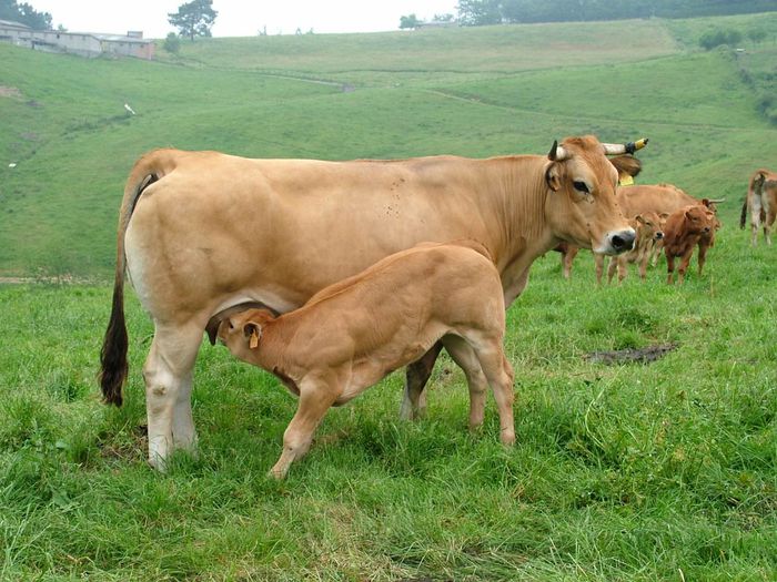 Rasa de vaci Asturian Valley