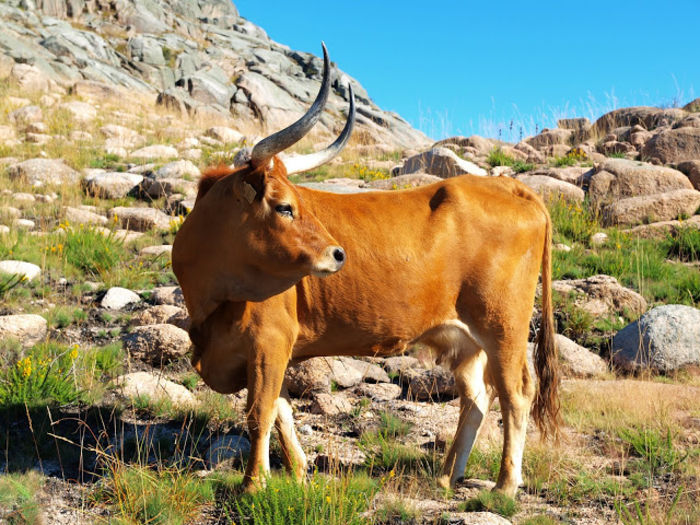 Rasa de vaci Barrosa