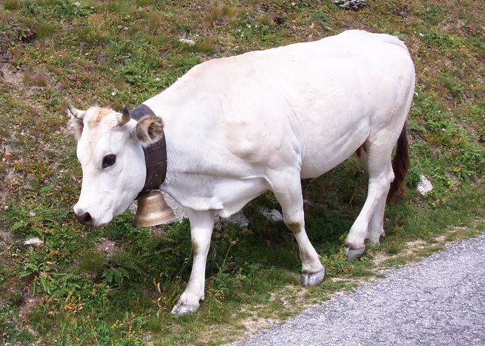 Rasa de vaci Bianca albe
