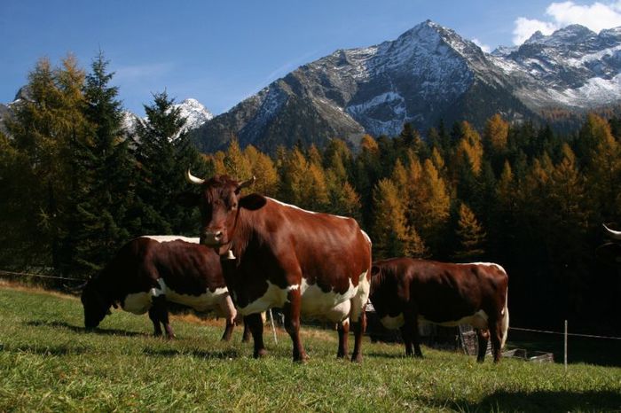 Rasa de vaci Pinzgauer frumoase