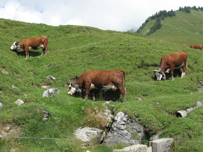 Rasa franceza Abondance la pascut