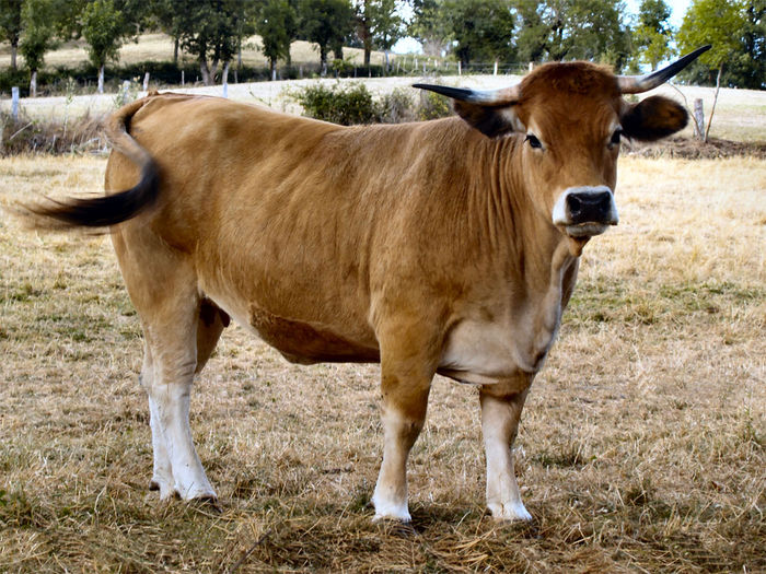 Rasa franceza Aubrac