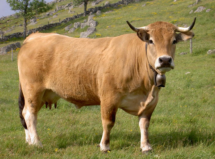 Rasa franceza Aubrac-76