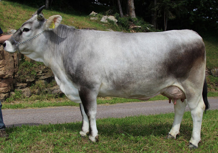 Rasa Grauveh din zona Tirolului