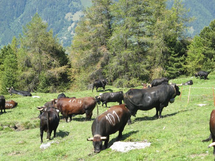 Rasa Herens mixta din Elvetia