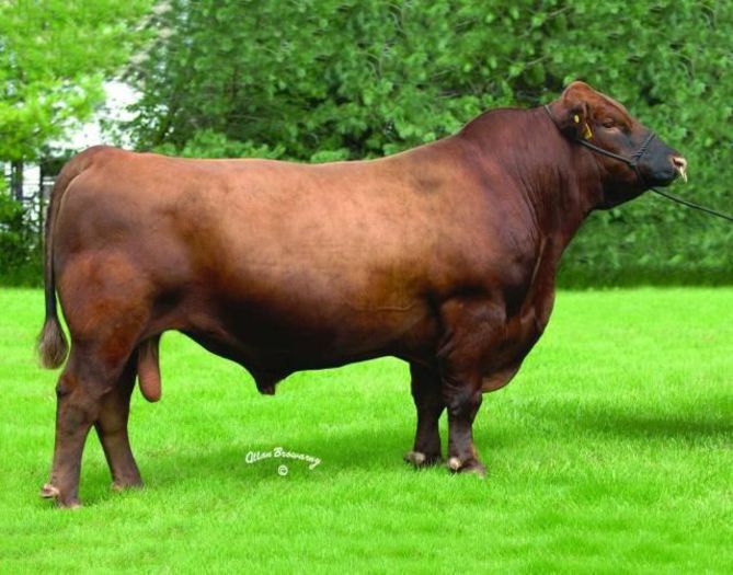 Rasa Red Angus