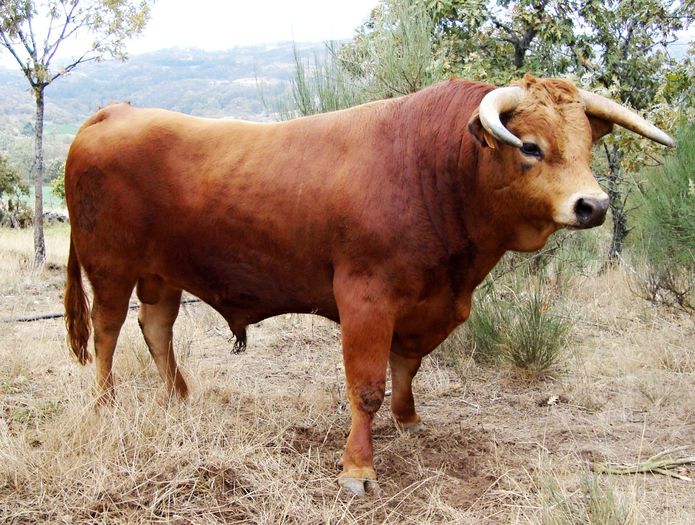 Rasa spaniola Arouquesa