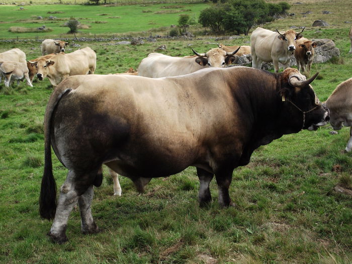 Taur din rasa Aubrac-56y