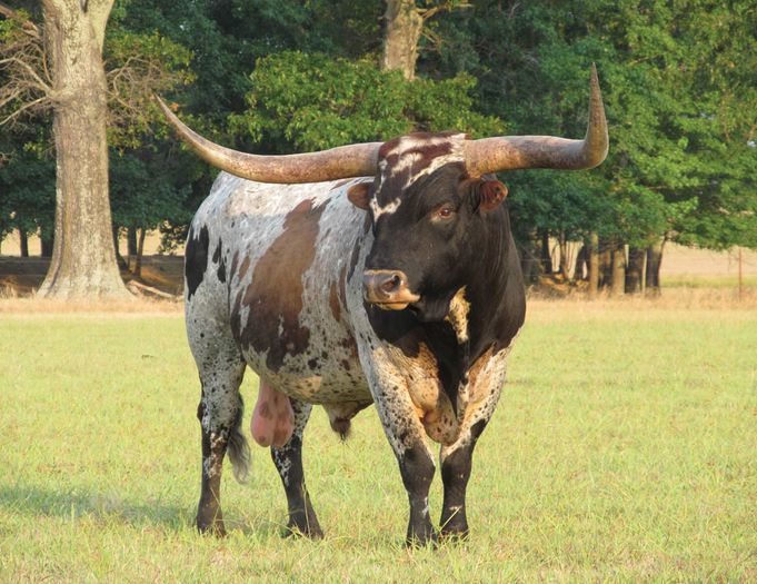Taur din rasa Texas Longhorn-6 - RASE DE VACI DEOSEBITE