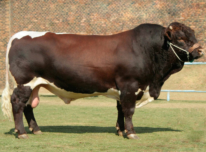 Taur Pinzgauer frumos