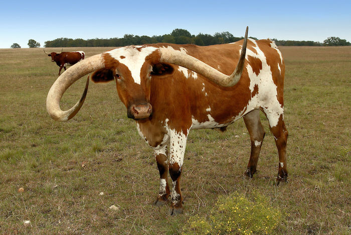 Tauras din rasa Texas Longhorn-56 - RASE DE VACI DEOSEBITE