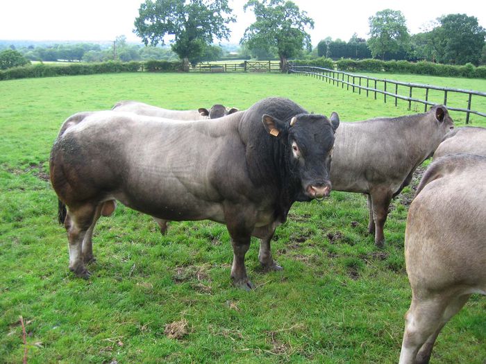 Tauri din rasa Bazadais-7