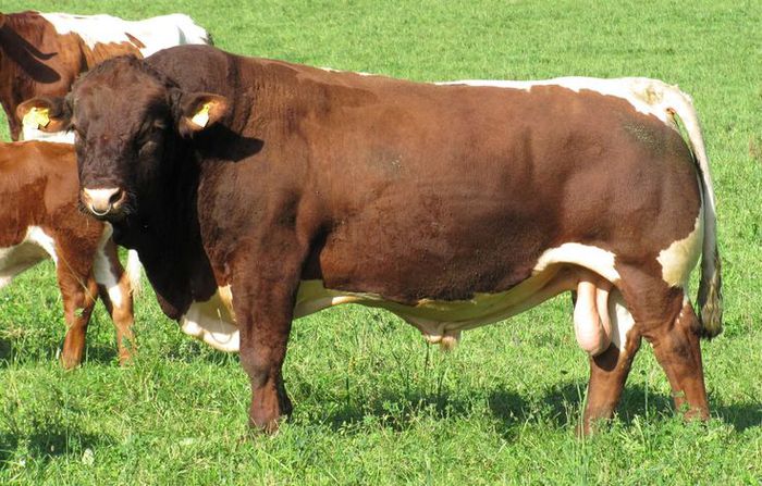 Taurul furios Pinzgauer - RASE DE VACI DEOSEBITE