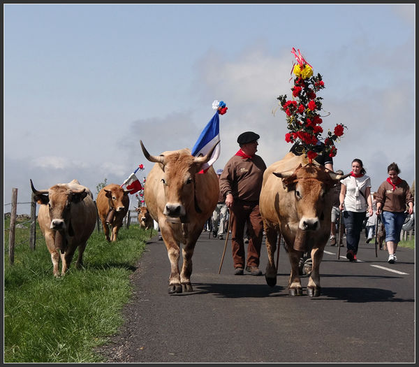 Transhumanta in Franta cu vacile Aubrac - RASE DE VACI DEOSEBITE