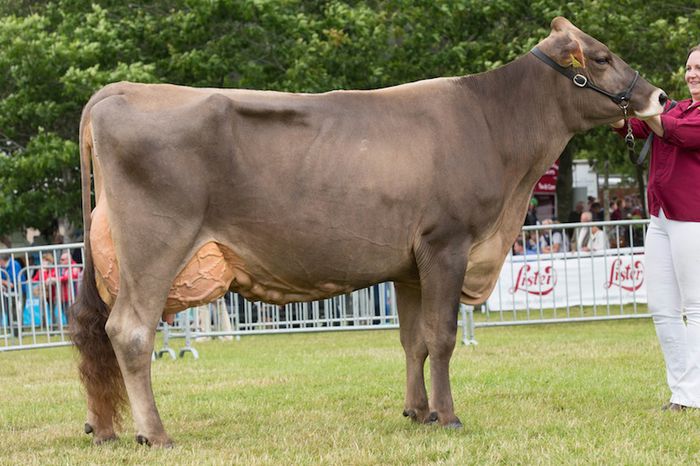 Vaca cu lapte Brown Swiss-5 - RASE DE VACI DEOSEBITE