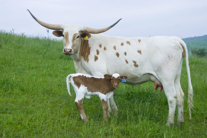 Vaca cu vitel Texas Longhorn-4 - RASE DE VACI DEOSEBITE