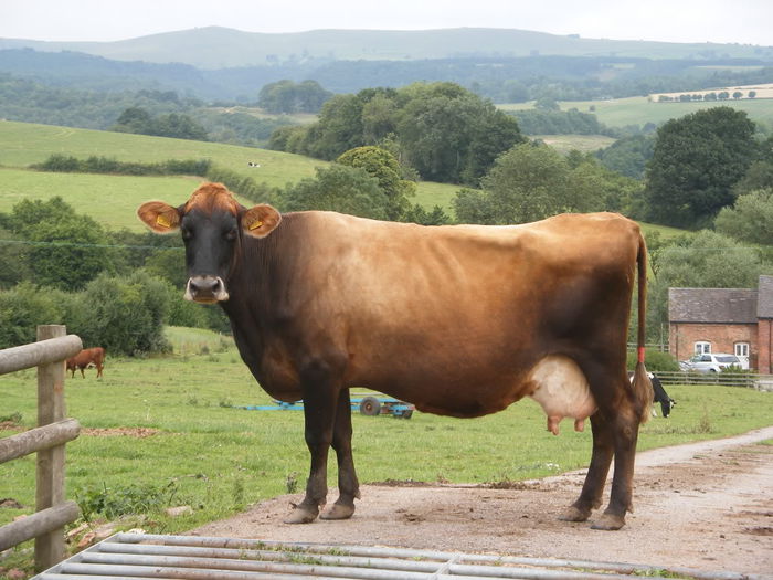 Vaca din rasa Auroch - RASE DE VACI DEOSEBITE