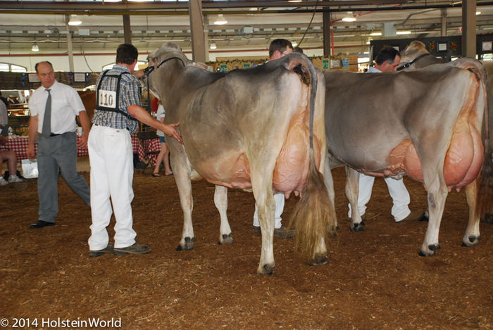 Vaci de lapte la Expozitie Brown Swiss - RASE DE VACI DEOSEBITE