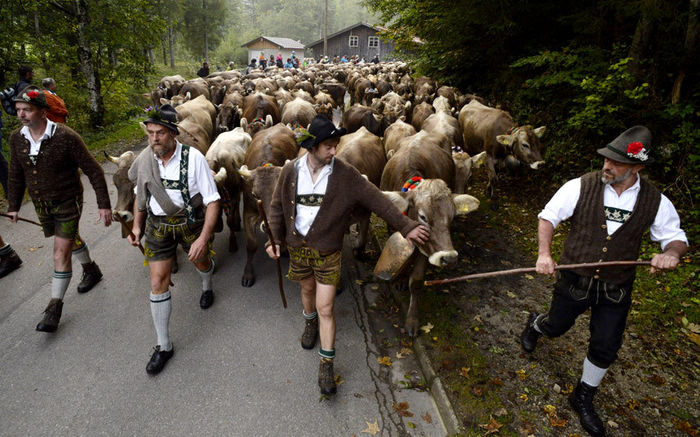 Vacile din Bavaria - RASE DE VACI DEOSEBITE