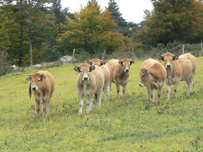 Vacute din rasa Aubrac - RASE DE VACI DEOSEBITE