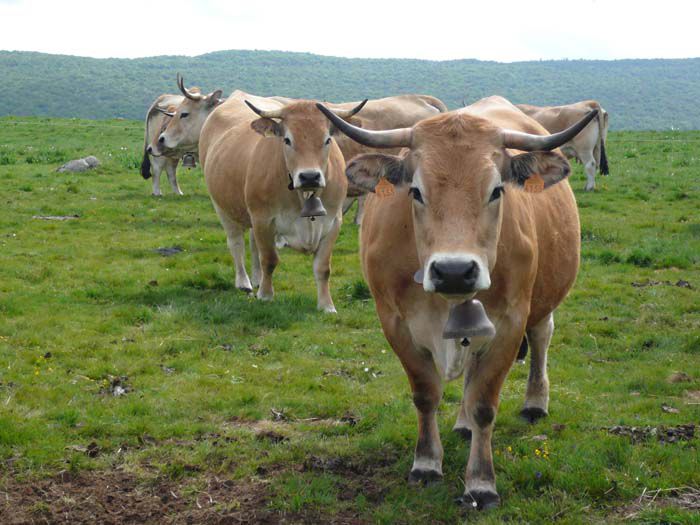 Vacutele Aubrac - RASE DE VACI DEOSEBITE
