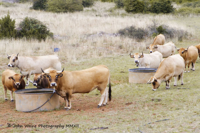 Vci frumoase din rasa Aubrac